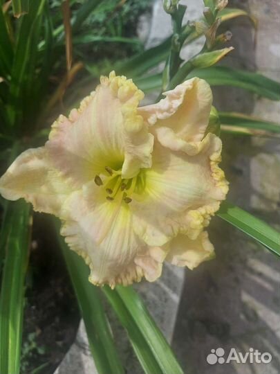 Лилейники сортовые