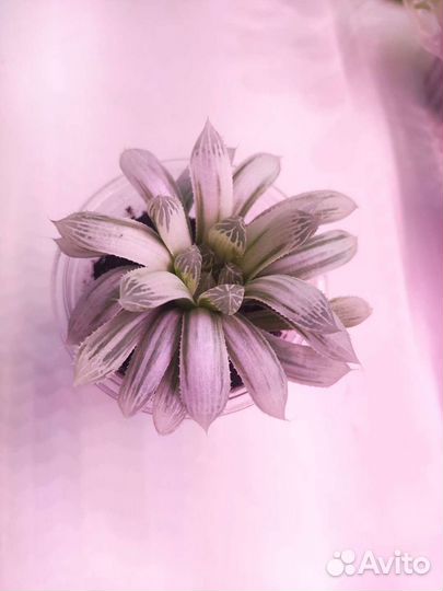 Суккуленты