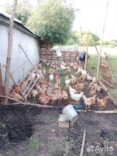 Куры несушки