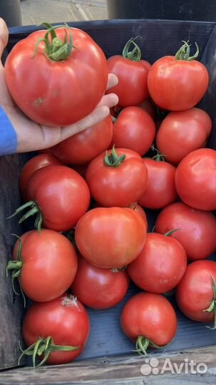 Огурцы Перцы Помидоры Хрен свежие домашние