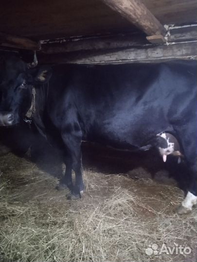 Корова дойная с теленком