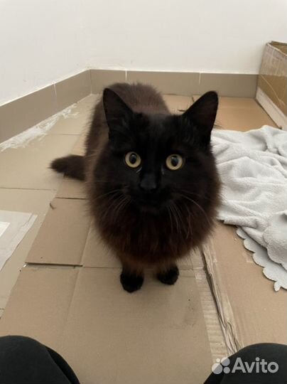 Котенок в шубке