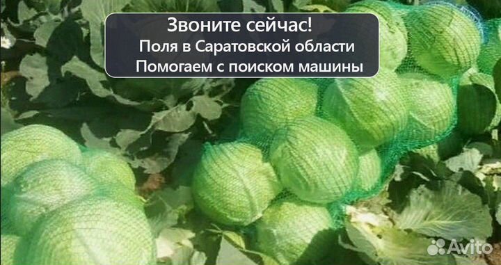 Капуста оптом сетевое качество без посредников