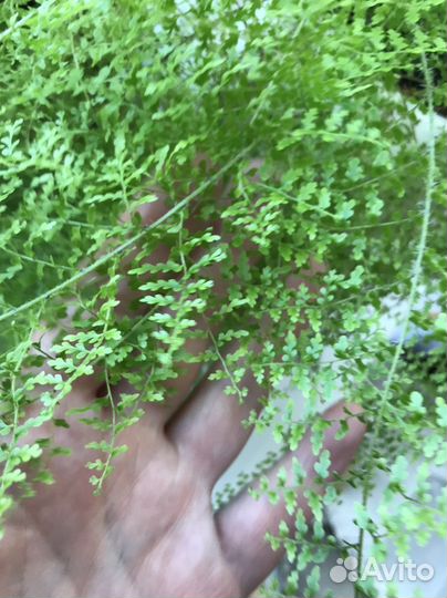 Папоротник нефролепис кружевной