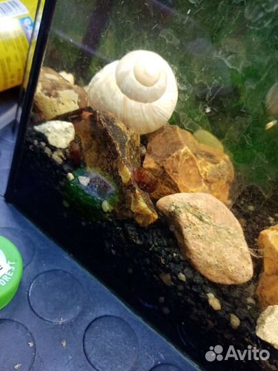 Улитки катушки