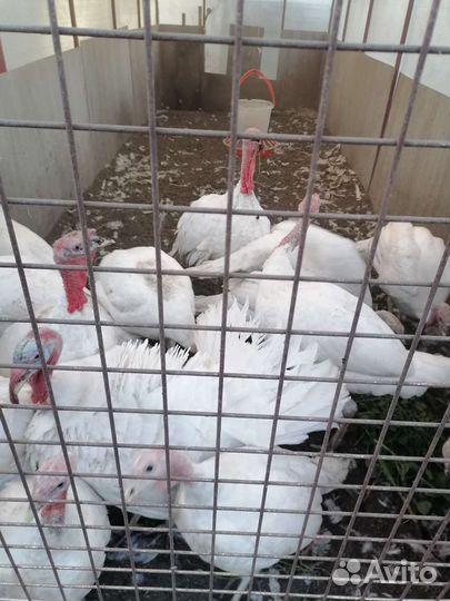 Домашняя индейка