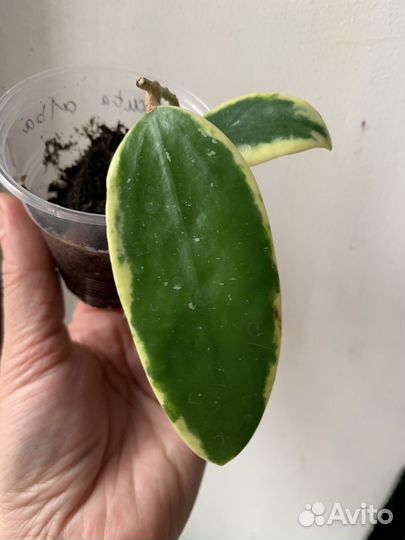 Хойя акута альба, Acuta alba