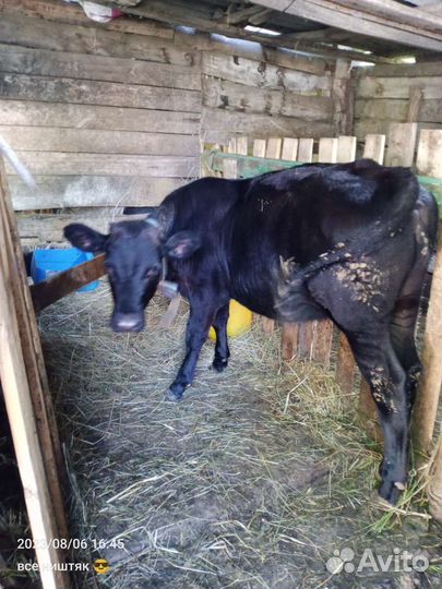 Телка 6 месяцев