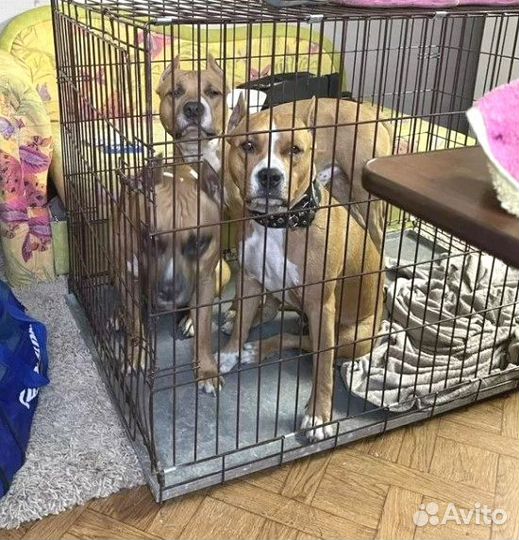Клетки для крупных собак №6