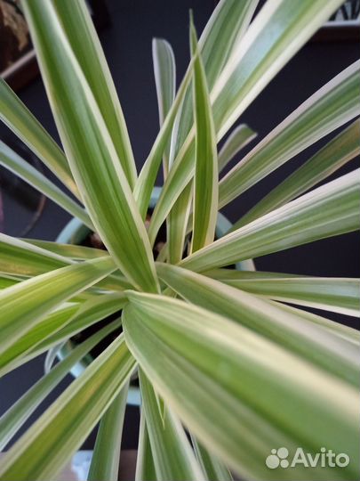 Хлорофитум