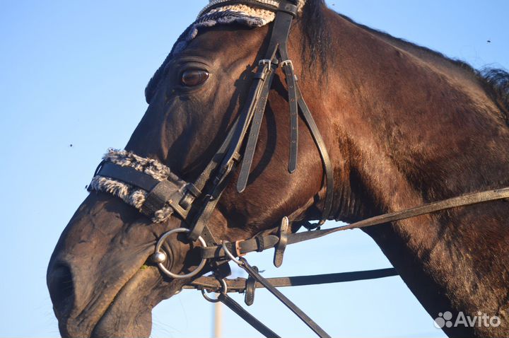 Оголовье для лошади, мартингал