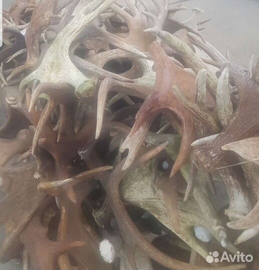 Рога лося оленя на Вес Пермь (Реrm Horns)