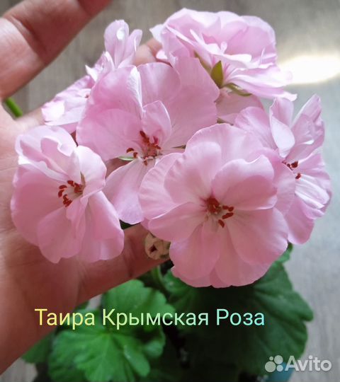 Пеларгонии сортовые