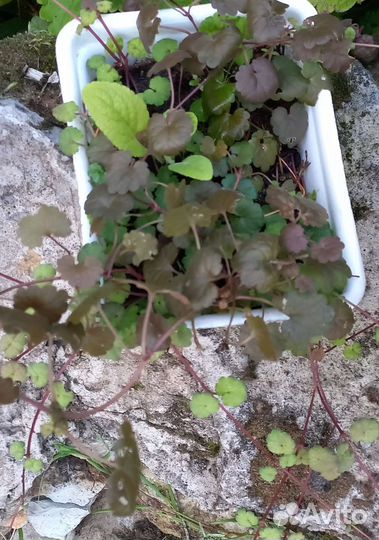 Почвопокровные растения