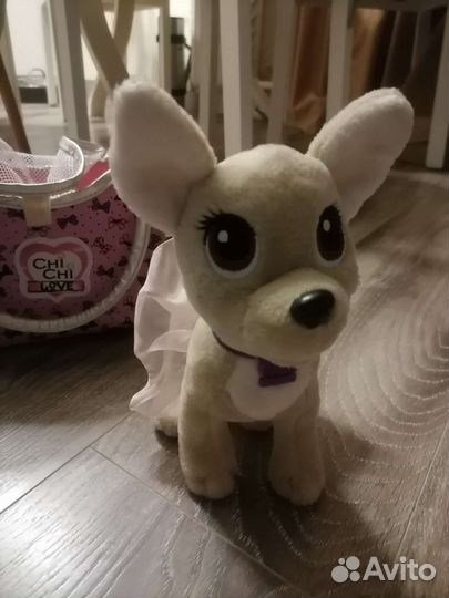 Собака Чичи love