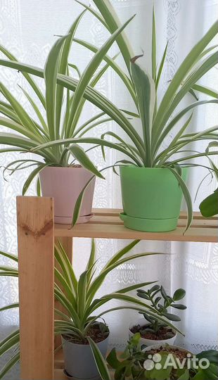 Хлорофитум