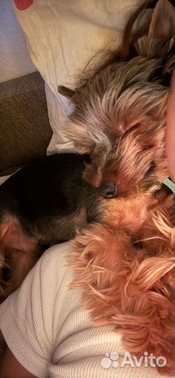 Йоркширский терьер мальчик