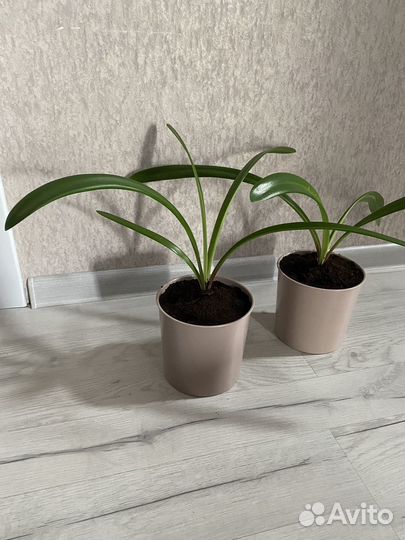 Гиппеаструм