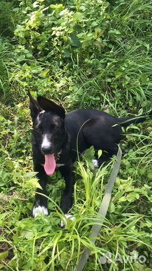 Собака, метис овчарки