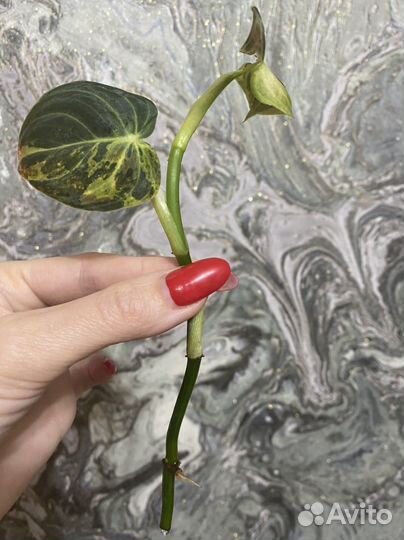 Филодендроны и сингониумы