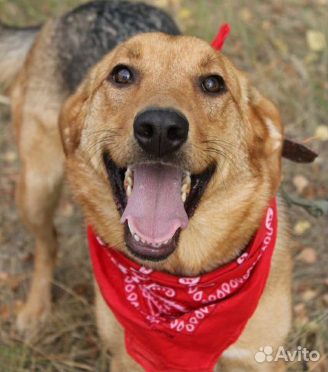 Рыжее солнышко грустит в приюте