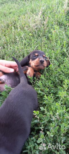 Щенки таксы