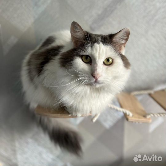 Кошка в добрые руки