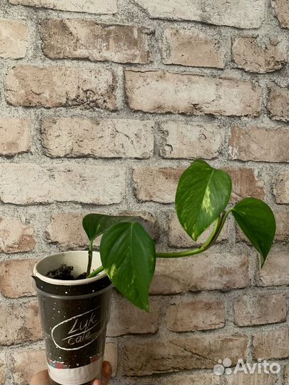 Сциндапсус