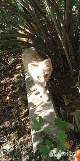 Котята в дар