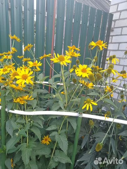 Ромашка высокая