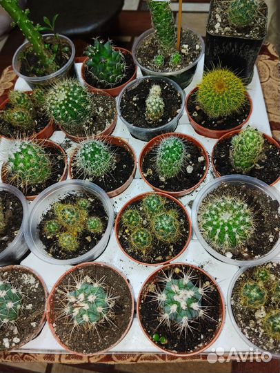 Кактус, живые колючки