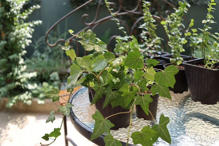 Аяния Бересклеты Плющ