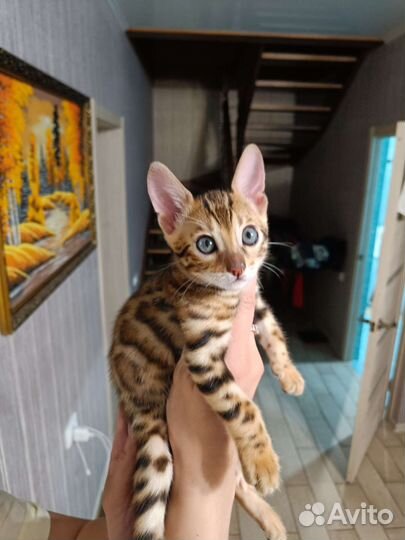 Бенгальская