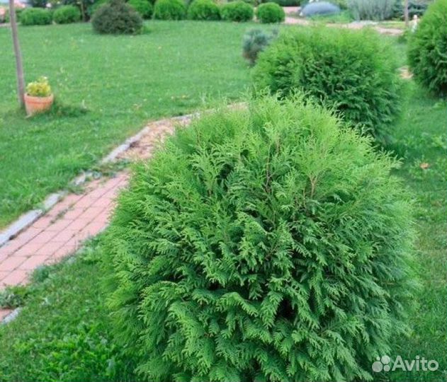 Туя Вудварди