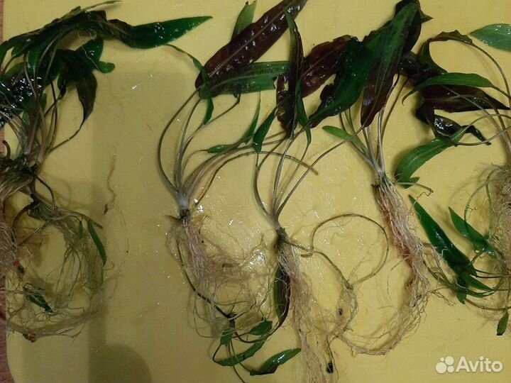 Аквариумные растения.(криптокарина)