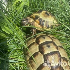 Акватеррариум для черепах , аквариум