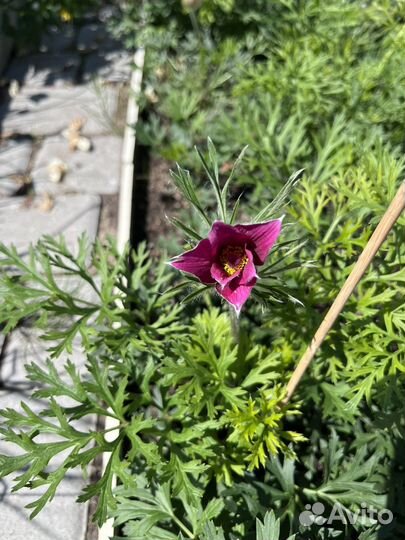 Прострел сон-трава