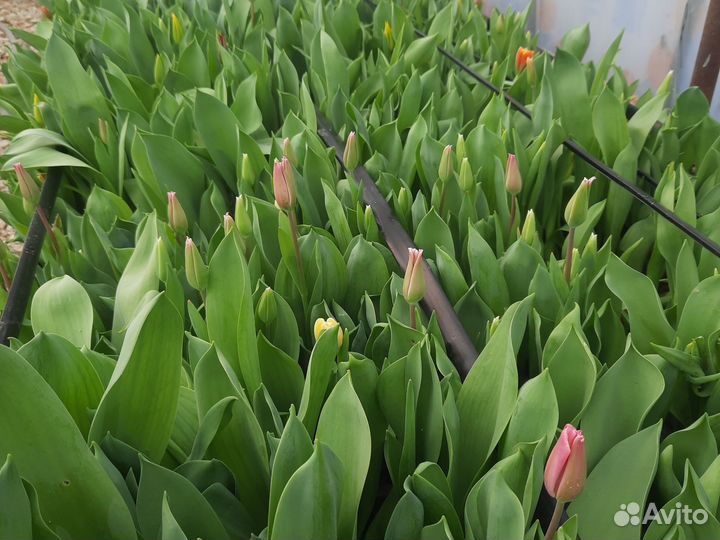 Тюльпаны детки