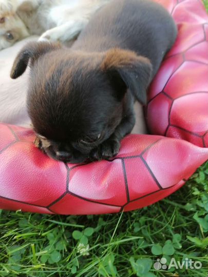 Чёрная девочка чихуахуа