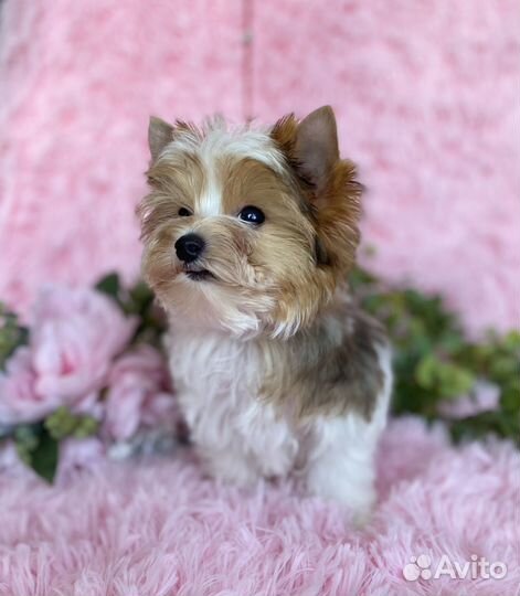 Мини мальчик блюберри