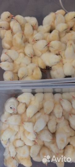 Цыплята бройлеры кобб 500 суточные и подрощенные