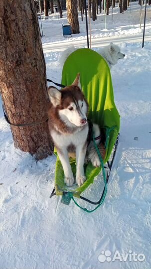 Катание, собаки на фотосессию, день рождения