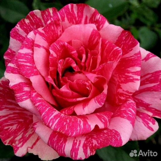 Саженцы роз