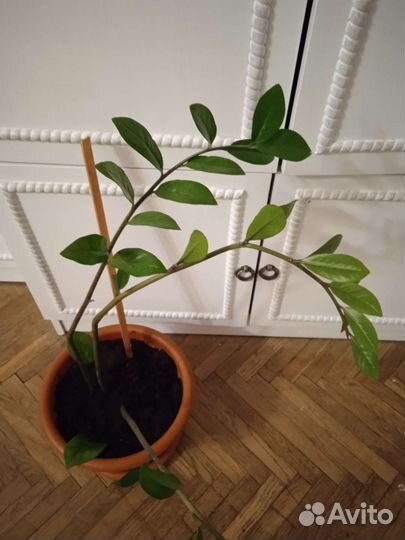 Замиокулькас