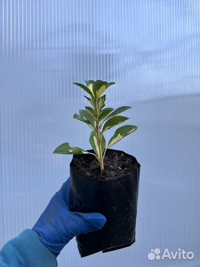 Бересклет пестролистный