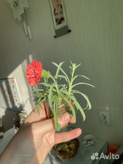 Гвоздика декоративная