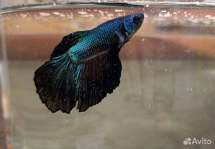 Рыбка петушок самец