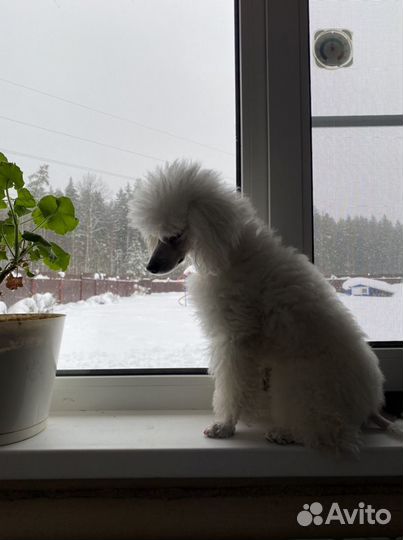 Белый Пудель. 30 см в холке. Для вязки