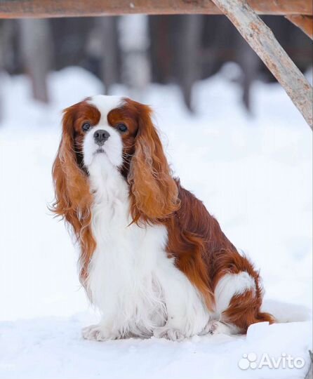 Кавалер Кинг Чарльз спаниель вязка