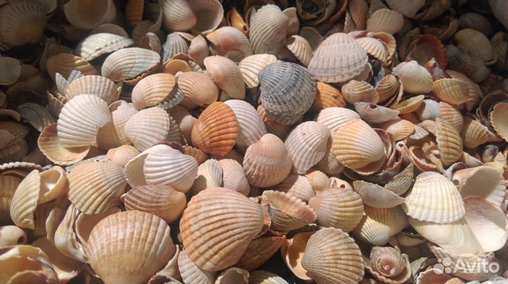 Аквариумы. Фильтры. Грунты. Декорации. 